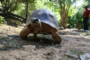 Strahlenschildkröte auf Madagaskar