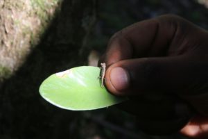 Brookesia micra-chamaeleon-madagaskar