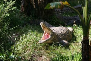 Krokodil auf Madagaskar: Hungrig oder müde?