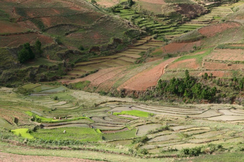 Reisfeslder Madagaskar Hochland