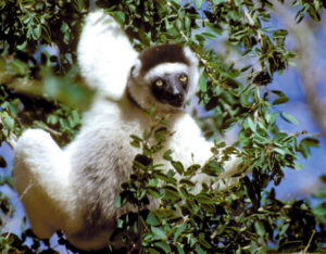 Ein neugieriger Indri Indri (Lemur) auf der Lauer