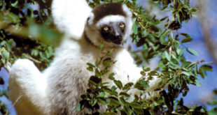 Lemuren und Makis: Die römischen Totengeister
