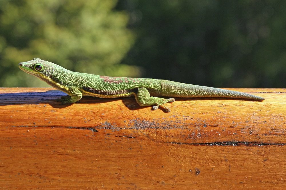 Gecko auf Madagaskar