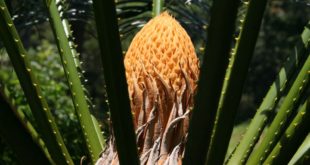 Pflanzen auf Madagaskar