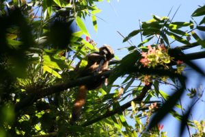 Lemur im Ranomafana Nationalpark