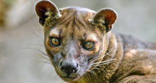 Tierwelt Madagaskars