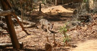 Fossa Madagaskar Raubtier im Trockenwald