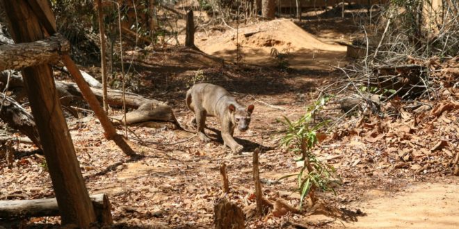 Fossa Madagaskar Raubtier im Trockenwald