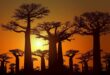 Imposante Baobabs bei Sonnenuntergang in Madagaskar