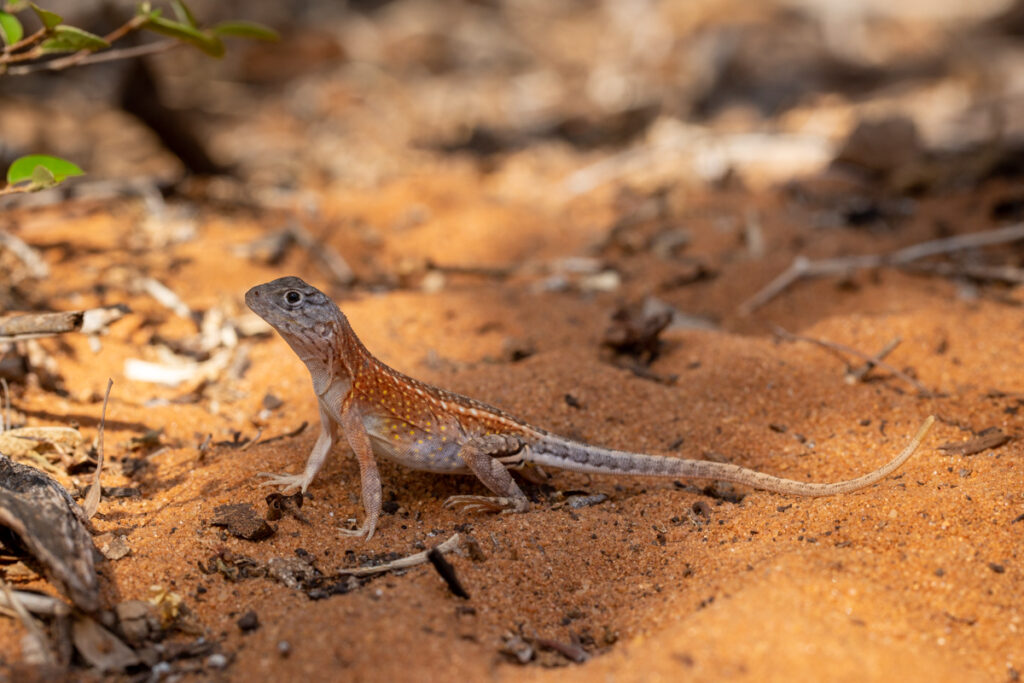 Madagaskar-Sandleguan ( Chalarodon madagascariensis)