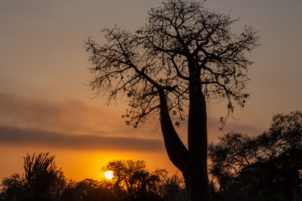 Baobab bei Sonnenuntergang