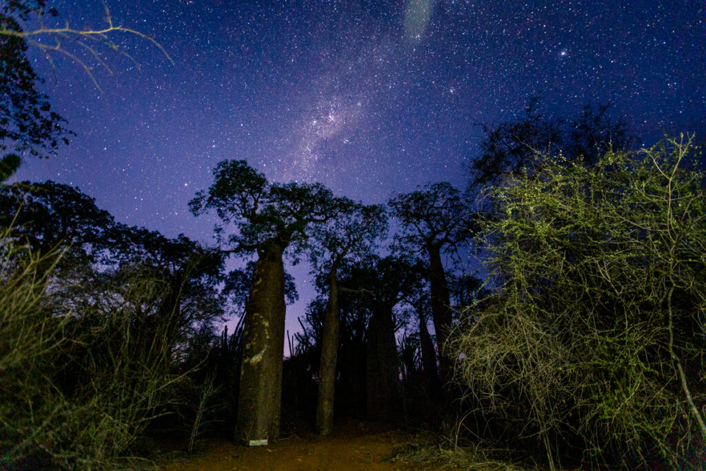 Baobab Wald unterm Sternenhimmel