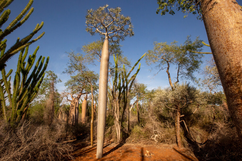 Baobab Artenvielfalt